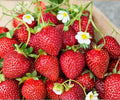 Ozark Beauty Strawberry Plants - 25 Bare Root Everbearing Fragaria × ananassa for Outdoor Garden, Sweet Berries
