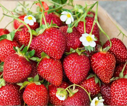 Ozark Beauty Strawberry Plants - 25 Bare Root Everbearing Fragaria × ananassa for Outdoor Garden, Sweet Berries