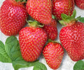 Allstar June Bearing Strawberry Plants – 10 Bare Root, Sweet Juicy Berries, Disease Resistant, Edible Perennials