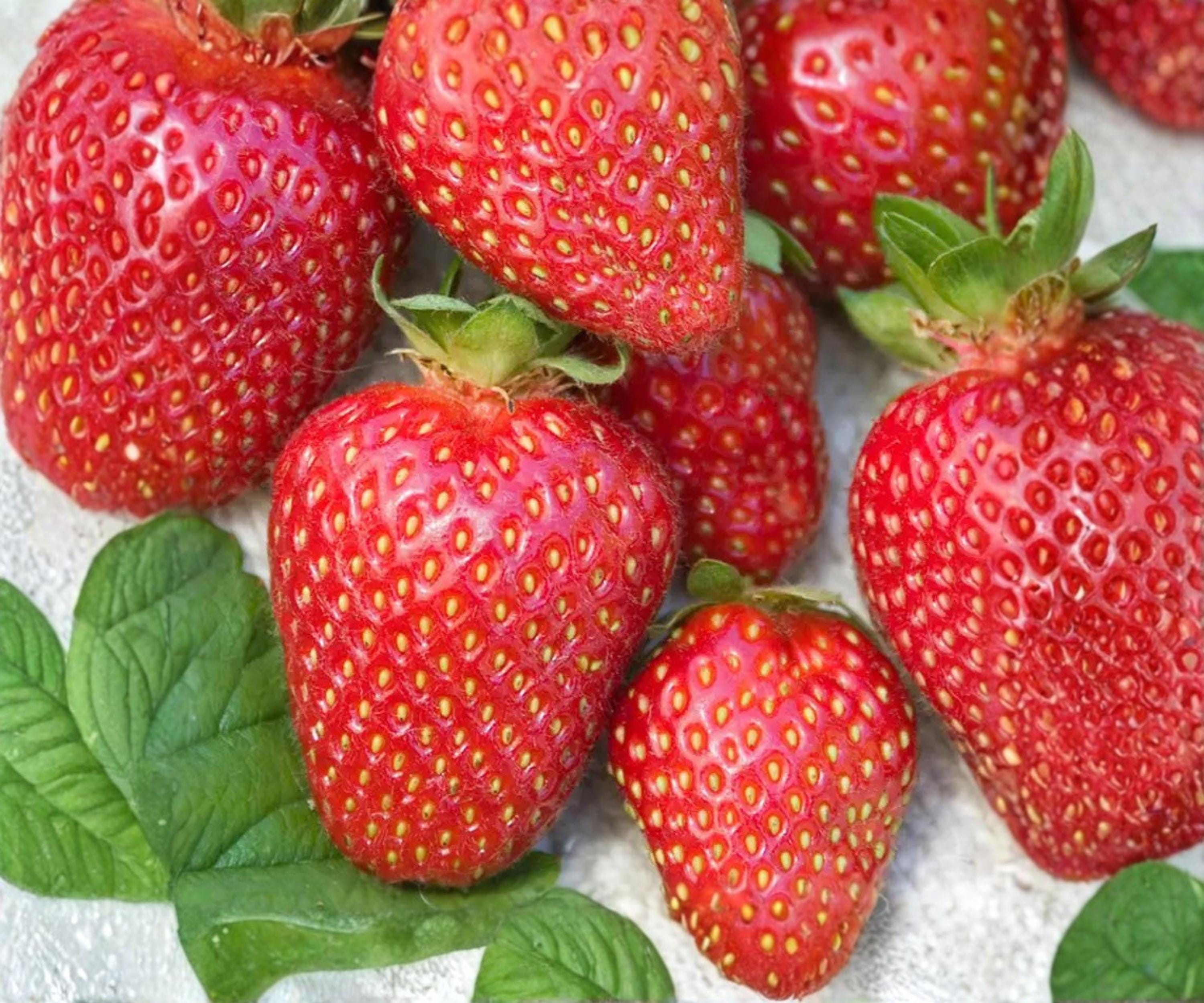 Allstar June Bearing Strawberry Plants – 10 Bare Root, Sweet Juicy Berries, Disease Resistant, Edible Perennials