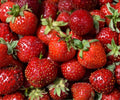Quinault Strawberry Bare Root Plants – Everbearing, Large Juicy Berries, Perennial, Fragaria