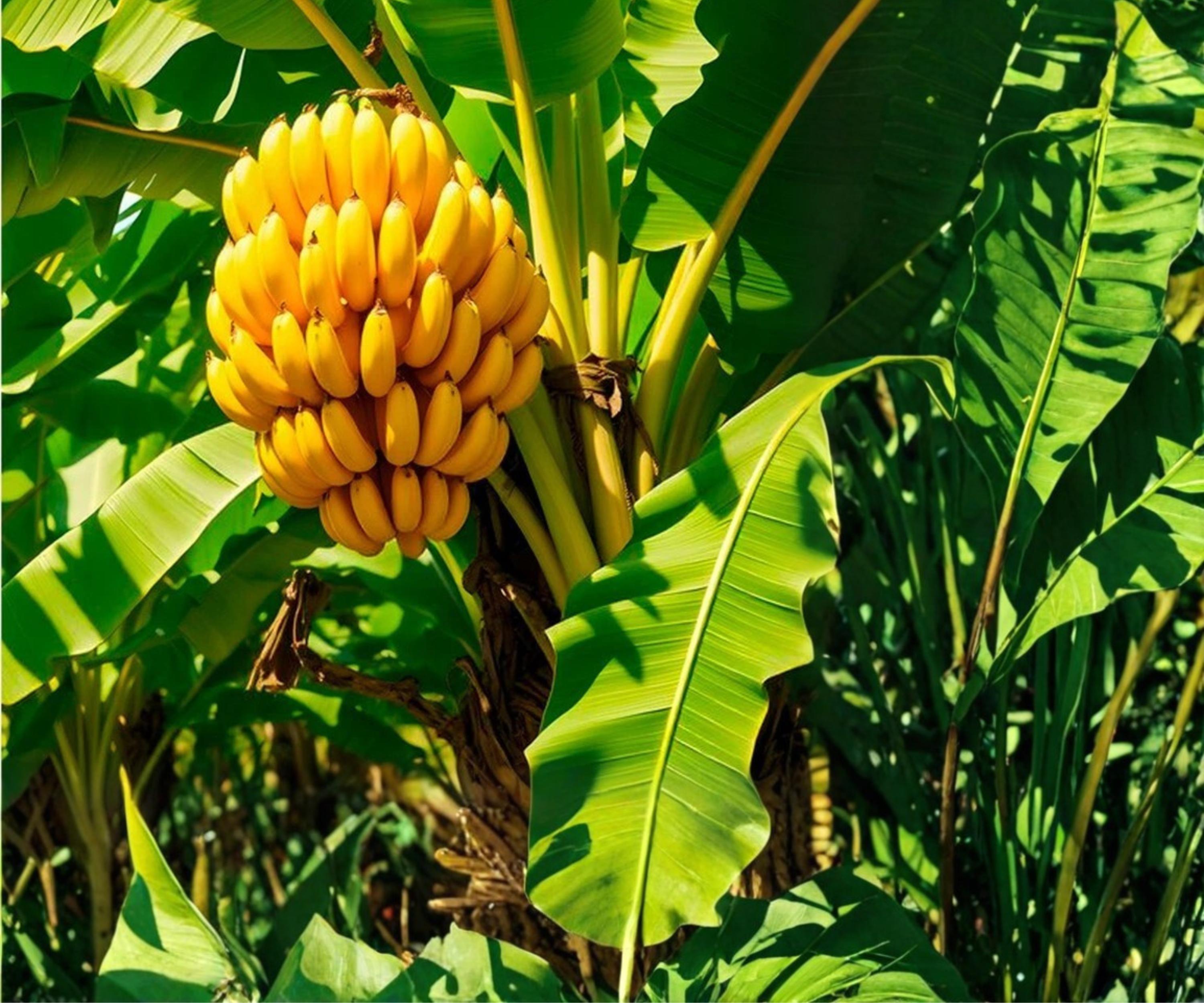 Dwarf Cavendish Banana Tree Live Plants Set of 4 – Tropical Indoor & Outdoor Fast-Growing Foliage Plants