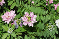 Crownvetch Seeds 30 Pack – Coronilla varia Herbaceous Perennial Ground Cover for Slopes and Erosion Control