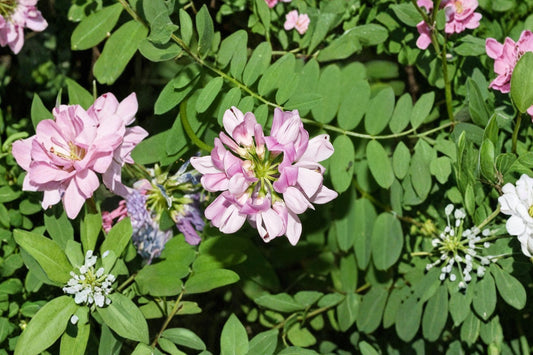 Crownvetch Seeds 30 Pack – Coronilla varia Herbaceous Perennial Ground Cover for Slopes and Erosion Control