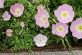 Showy Evening Primrose Seeds – Oenothera speciosa – Pink to White Perennial Ground Cover for Gardens