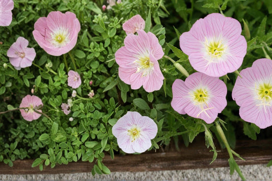 Showy Evening Primrose Seeds – Oenothera speciosa – Pink to White Perennial Ground Cover for Gardens