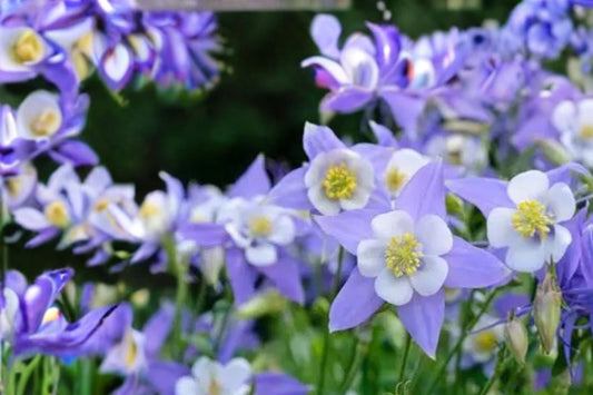 Blue Rocky Mountain Columbine Seeds – Aquilegia caerulea, Perennial Flower for Gardens, Borders & Woodland Planting