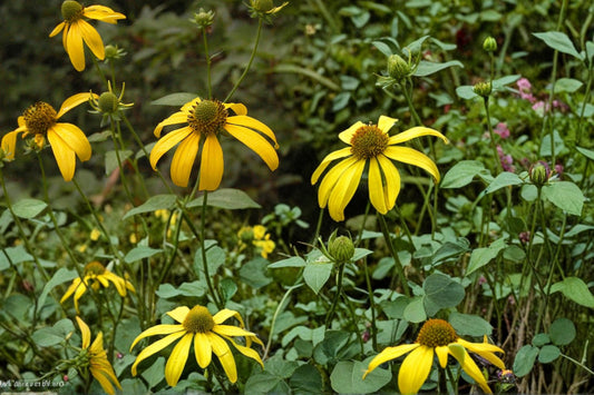 Cut-Leaf Coneflower Seeds, Rudbeckia laciniata, Perennial Wildflower, Bright Yellow Flowers, Meadow and Woodland Plant