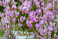 Midland Shooting Star Seeds – Dodecatheon meadia Herbaceous Perennial with Pink to Lavender Reflexed Flowers, Native Wildflower for Prairie & Woodland Gardens