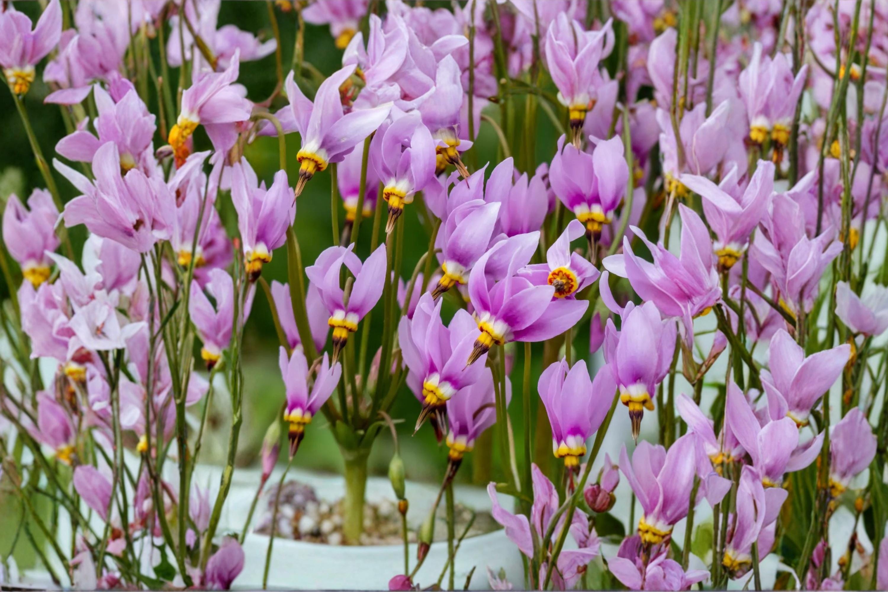 Midland Shooting Star Seeds – Dodecatheon meadia Herbaceous Perennial with Pink to Lavender Reflexed Flowers, Native Wildflower for Prairie & Woodland Gardens