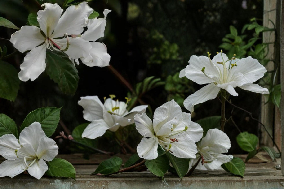 White Orchid Tree Seeds – Bauhinia variegata var. candida, Ornamental Deciduous Tree with White Flowers