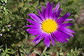 Painted Daisy Seeds (100) | Tricolor Wildflower Mix for Borders & Pollinator Gardens | Glebionis carinata