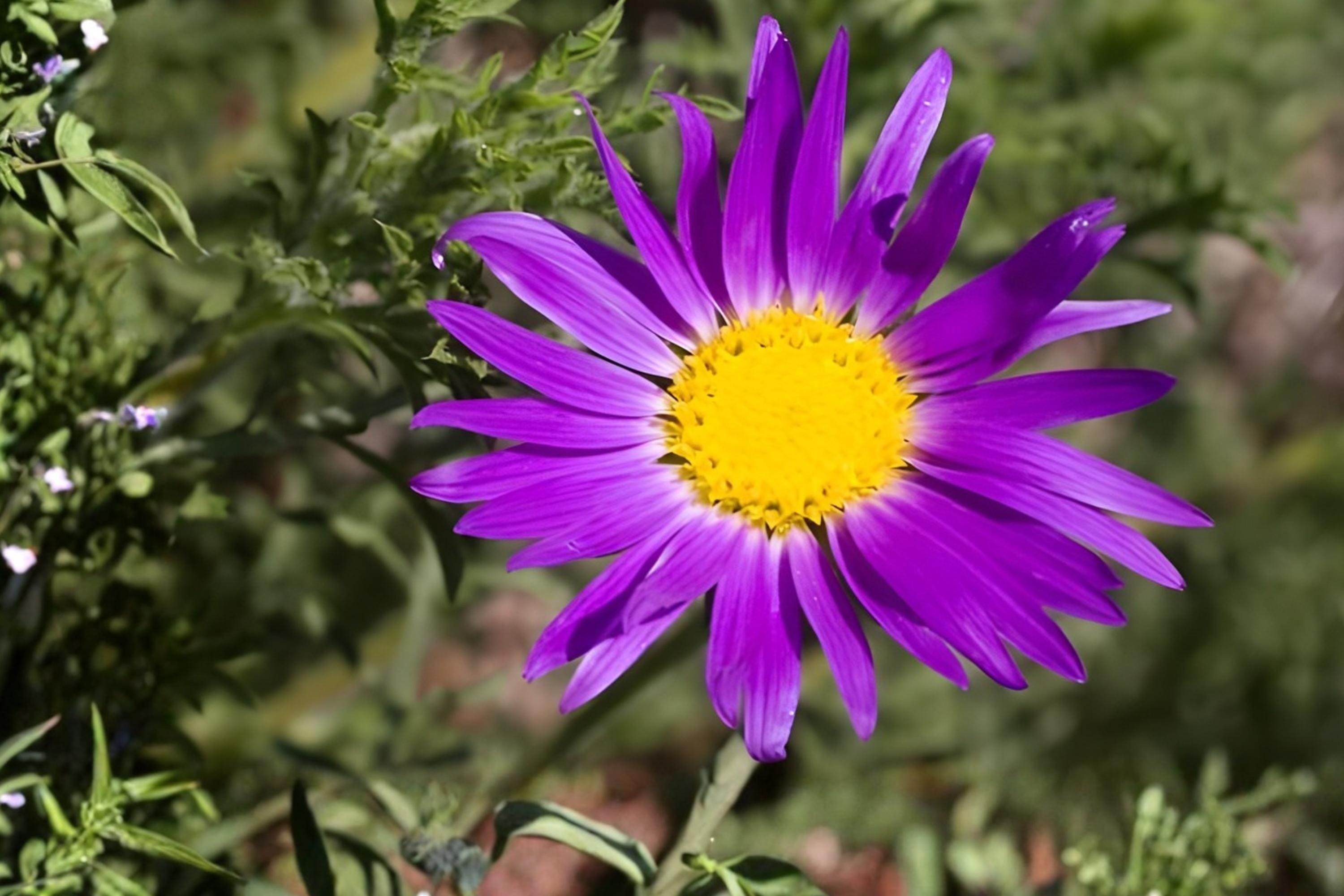 Painted Daisy Seeds (100) | Tricolor Wildflower Mix for Borders & Pollinator Gardens | Glebionis carinata
