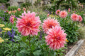 Dinnerplate Dahlia Bulb Clump LABYRINTH – Large Blooming Garden Flower, Dahlia pinnata, Full Sun, Easy to Grow