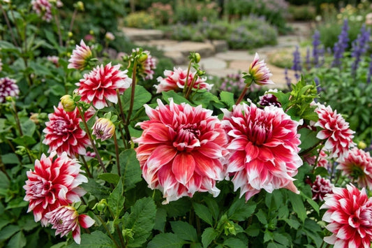 Frost Nip Dinner Plate Dahlia Tuber Clump – Red White Blooms, Garden Flowering Bulb, Cut Flower, Dahlia 'Frost Nip'