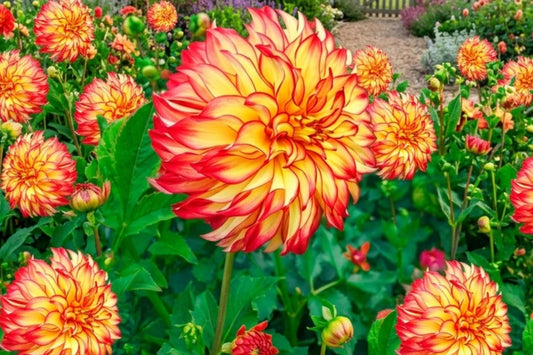 Dinner Plate Dahlia Bulb Tuber Clump Lady Darlene Large Rich Color Blooms Dahlia pinnata
