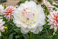 Double Peony Bare Root Plant - Festiva Maxima White Flower - Perennial Flowering Plant - Paeonia lactiflora