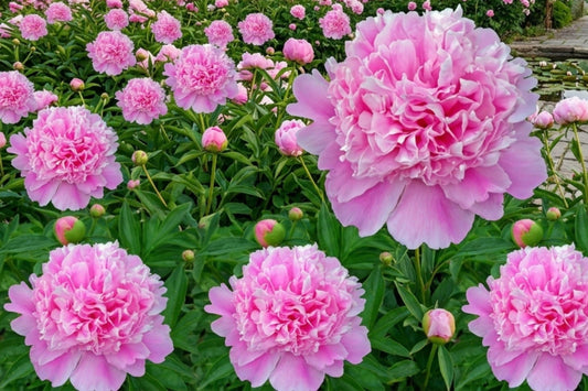 Sarah Bernhardt Peony Root Bulb - Pink Double Flowering Perennial - Paeonia lactiflora - Live Plant for Garden, Border, or Cut Flowers