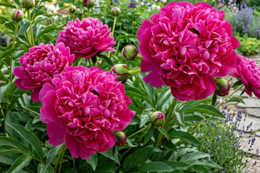 Red Kansas Double Peony Bulb Root Plant - Vibrant Paeonia lactiflora Perennial Flower