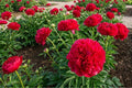 Double Peony Bulb 'Command Performance' – Live Perennial Flower Plant, Paeonia lactiflora, Vibrant Double Blooms, Garden, Cut Flower, Hardy