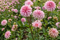 Decorative Dahlia Bulb Clump - Strawberry Cream - Perennial Garden Flower - Dahlia pinnata