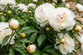 Festiva Maxima Double Peony Bare Root Plant – Live Perennial Flower Bulb, Fragrant, Clump-Forming, Paeonia lactiflora