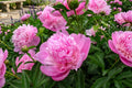 Sarah Bernhardt Peony Bare Root – Double Flower Perennial Bulb, Fragrant Pink Blooms, Paeonia lactiflora 'Sarah Bernhardt'