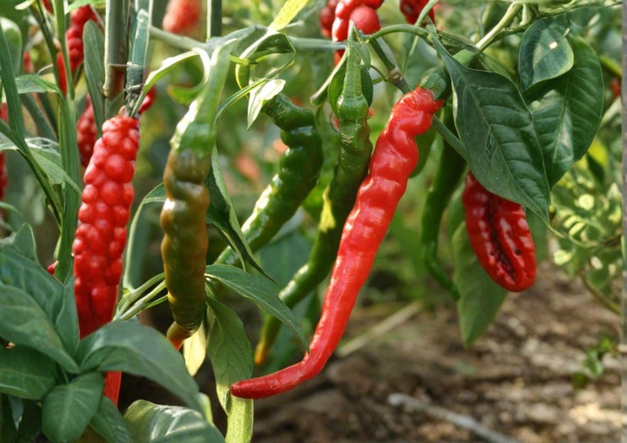 Long Slim Cayenne Pepper Seeds – Heirloom Non-GMO Hot Chili Seeds for Garden, Drying, Sauces, High Yield, Spicy Pods