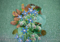 Borage Herb Seeds, Heirloom Non-GMO, Edible Blue Star Flowers, Pollinator Friendly, Culinary and Medicinal Herb Seeds