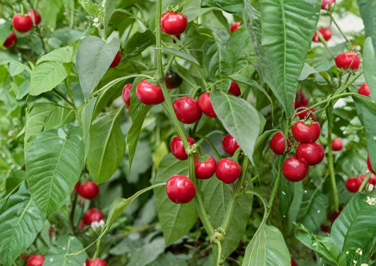 Red Cherry Hot Pepper Seeds, Organic Heirloom Pimenta, Spicy Round Cherry Peppers for Garden, Non-GMO Vegetable Seeds