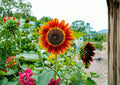 50+ Earthwalker Heirloom Sunflower Seeds – Multi-Color Tall Flower Seeds for Garden, Cut Flowers, Pollinator Attracting