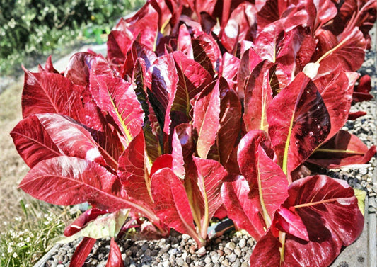 Super Red Romaine Lettuce Seeds – Heirloom, Upright Deep Red Leaves, Crisp Salad Green, Vegetable Seeds for Garden Planting