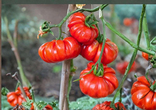 120+ Rosso Sicilian Tomato Seeds – Heirloom Italian Red Slicer Variety, Solanum lycopersicum