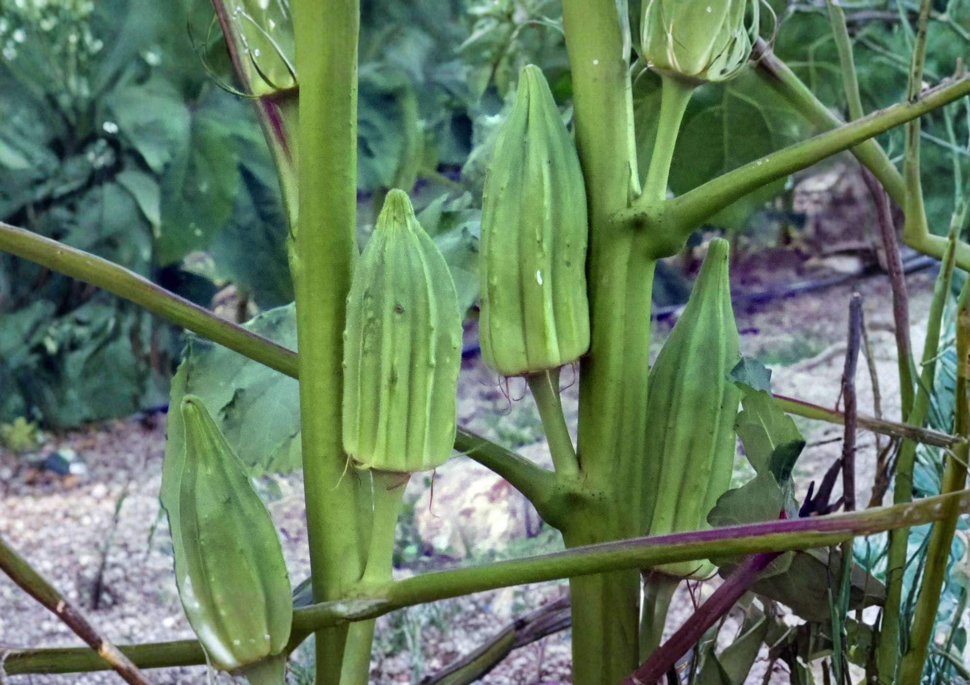 Blondy Okra Seeds – AAS Winner, Rare Heirloom, Compact, Spineless Pods, High Yield Vegetable Seeds for Garden Planting