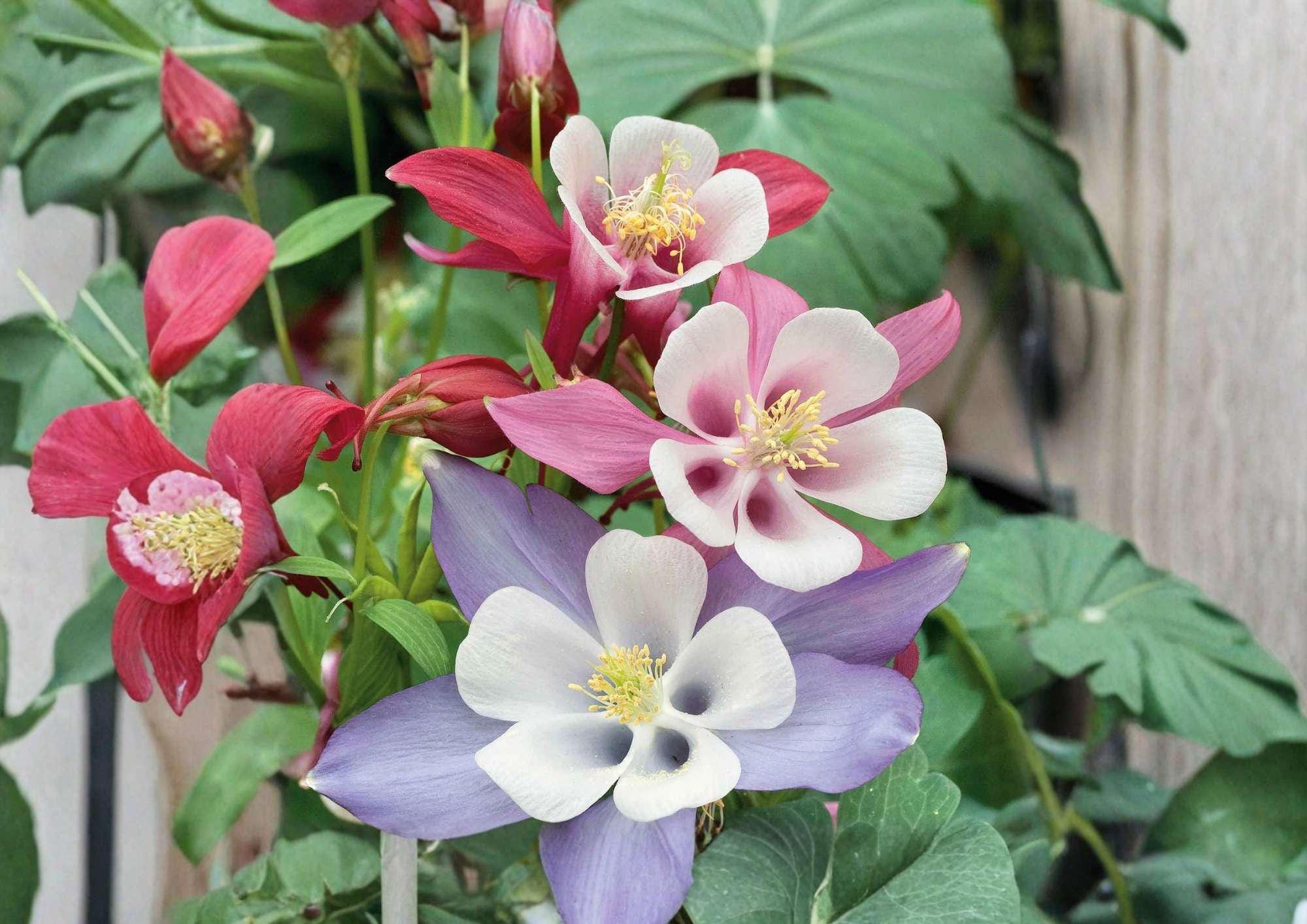 200+ McKana Giants Columbine Seeds Perennial Mix, Colorful Aquilegia Flowers for Shade Gardens, Butterfly and Hummingbird Attractant