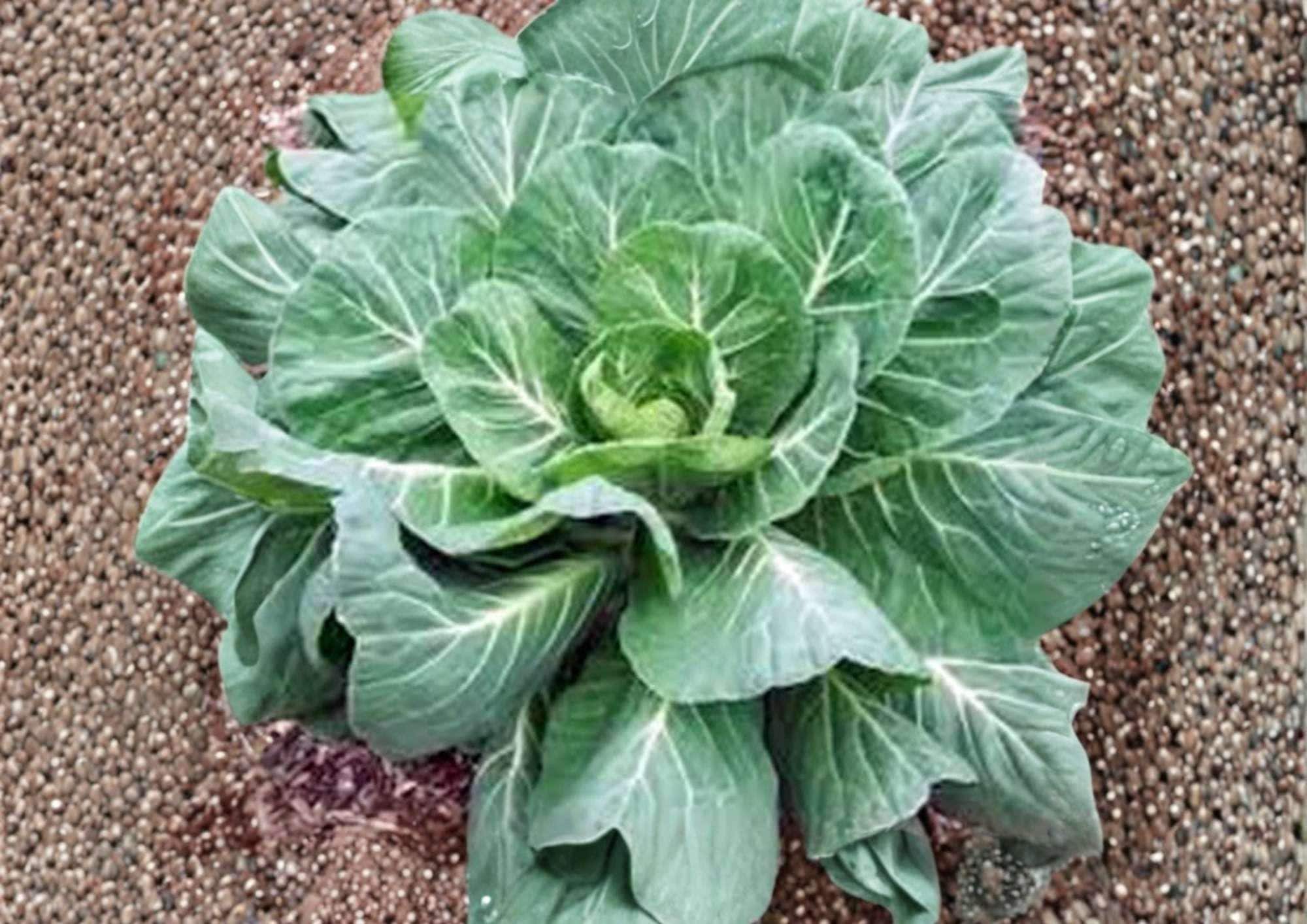 Heirloom Collard Greens Seeds 200+ Large Tender Leaves Cold Hardy Vegetables for Garden Planting Brassica oleracea