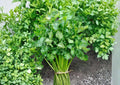 Tendercrisp Celery Seeds – Heirloom Vegetable Seeds for Garden Planting, Crisp Tender Stalks, High Yield, Apium graveolens