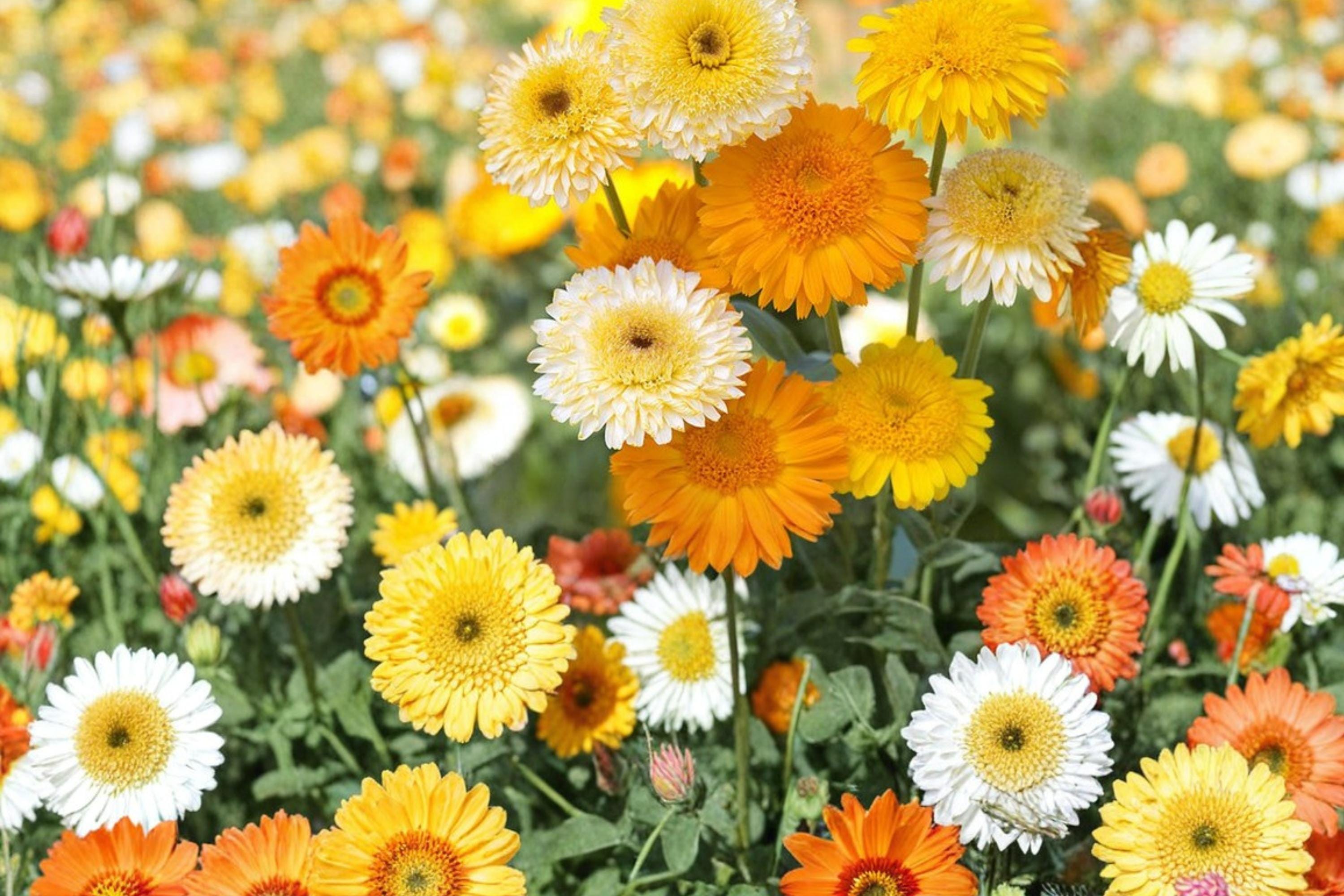 Calendula officinalis Mix Seeds – Bright Orange, Yellow & Red Flower Seeds for Garden Beds & Containers