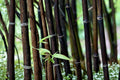 Black Bamboo Seeds – Phyllostachys nigra, Ornamental Clumping Grass for Landscaping & Privacy Screening