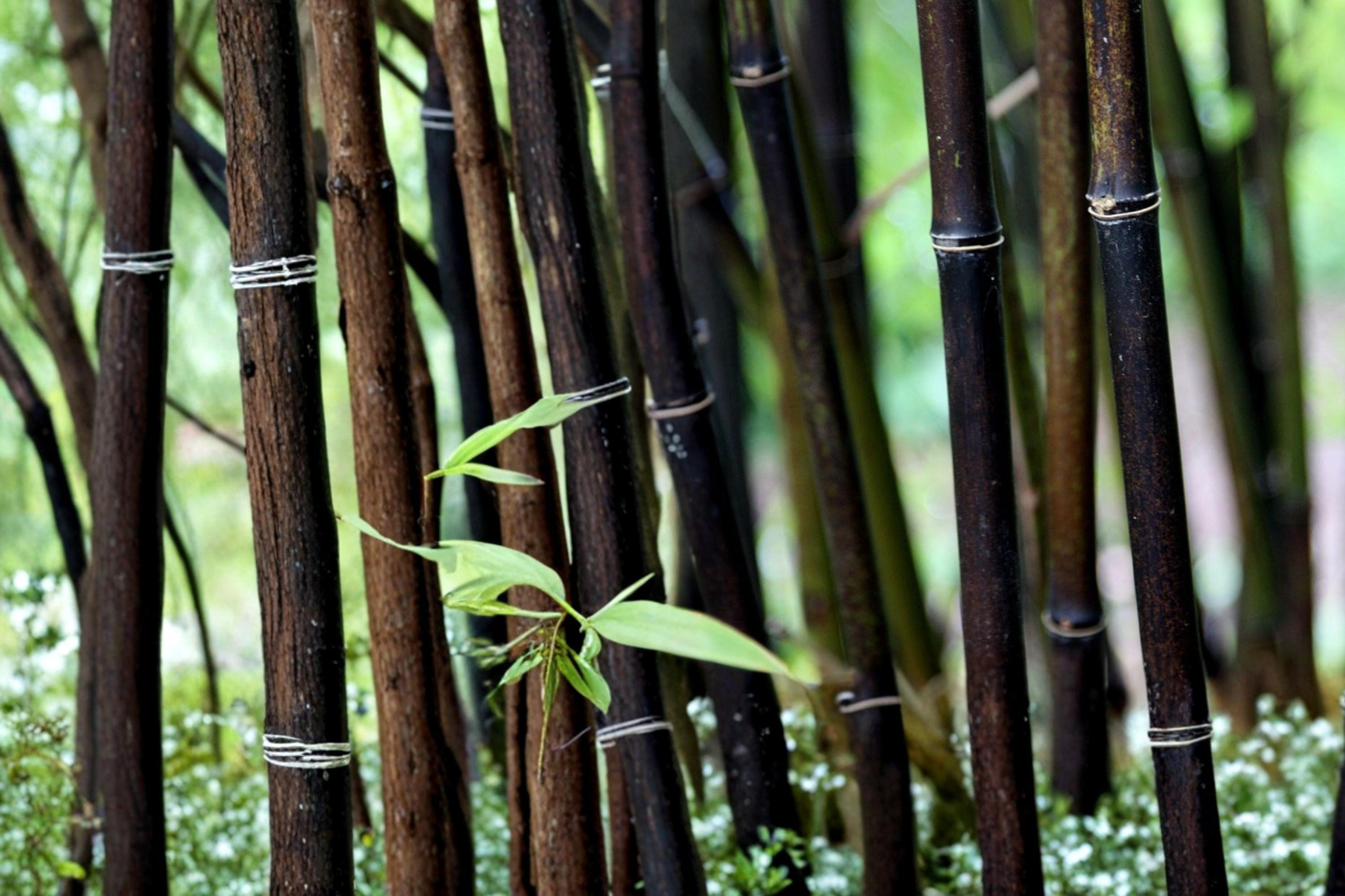 Black Bamboo Seeds – Phyllostachys nigra, Ornamental Clumping Grass for Landscaping & Privacy Screening