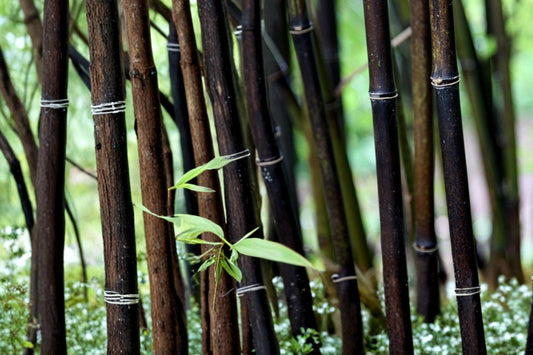 Black Bamboo Seeds – Phyllostachys nigra, Ornamental Clumping Grass for Landscaping & Privacy Screening