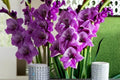 Purple Gladiolus Bulbs – Gladiolus hortulanus, Summer-Flowering Ornamental Bulb for Garden Beds and Borders
