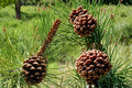 Ponderosa Pine Seeds – Pinus ponderosa – Evergreen Tree for Reforestation & Landscaping