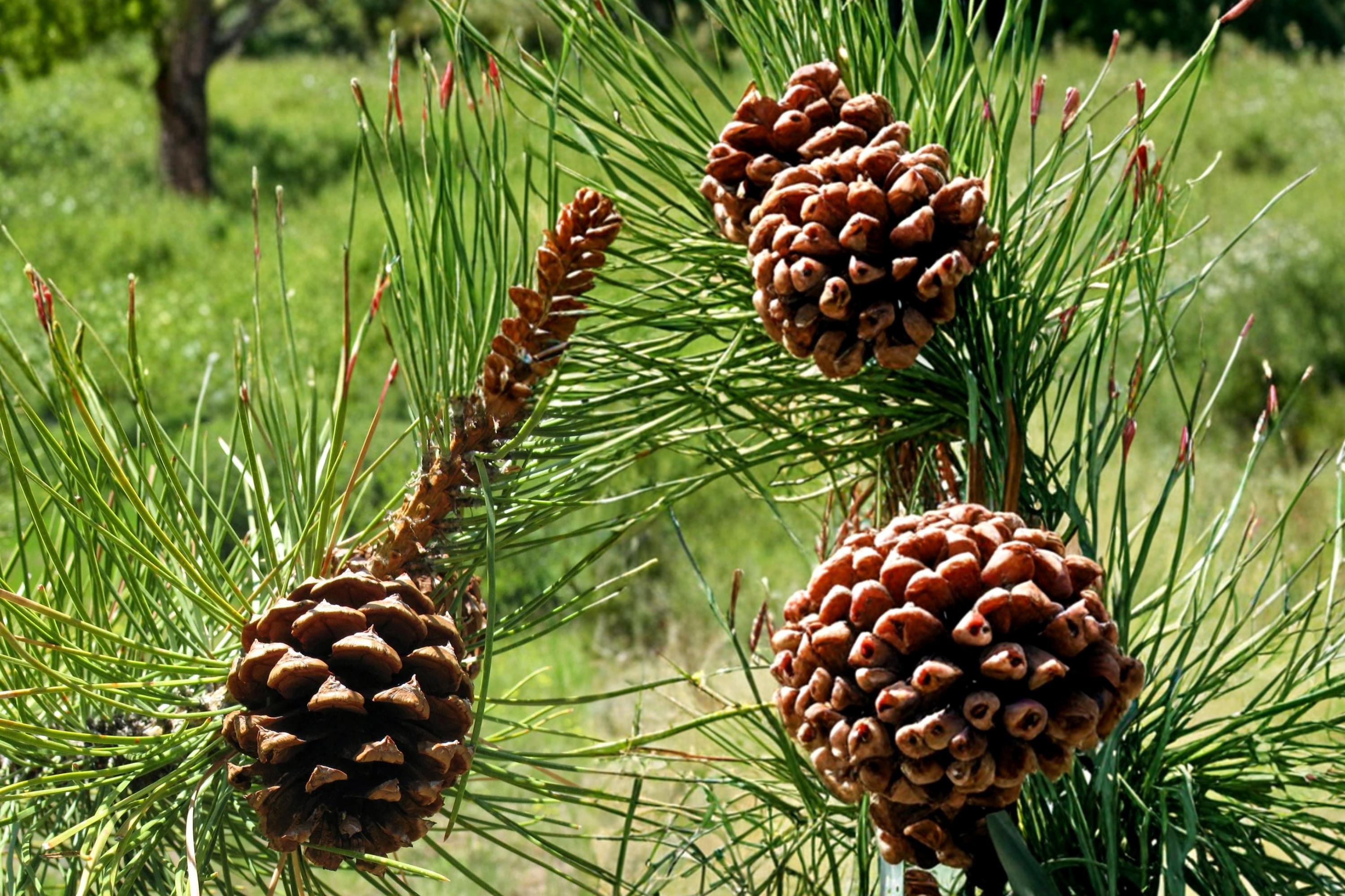 Ponderosa Pine Seeds – Pinus ponderosa – Evergreen Tree for Reforestation & Landscaping