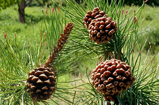 Ponderosa Pine Seeds – Pinus ponderosa – Evergreen Tree for Reforestation & Landscaping