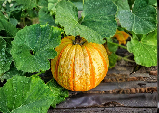 Candy Corn Pumpkin Seeds, Heirloom Miniature Decorative Pumpkins, Orange Yellow White, Cucurbita pepo