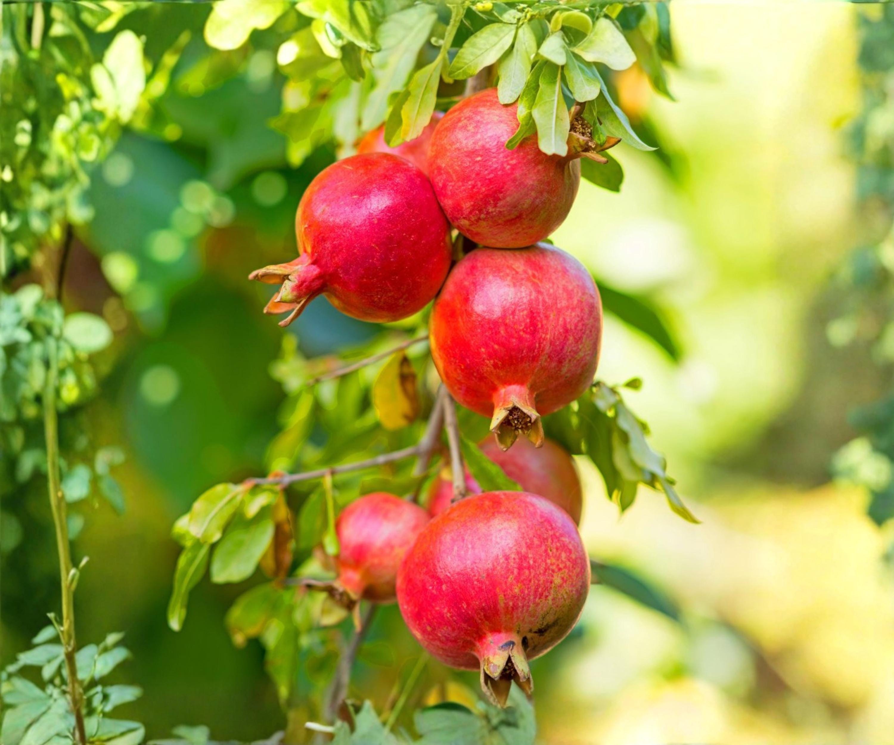 Pomegranate Live Plants Set of 4 | "Wonderful" Variety | Edible Fruit Trees for Outdoor Garden | Punica granatum