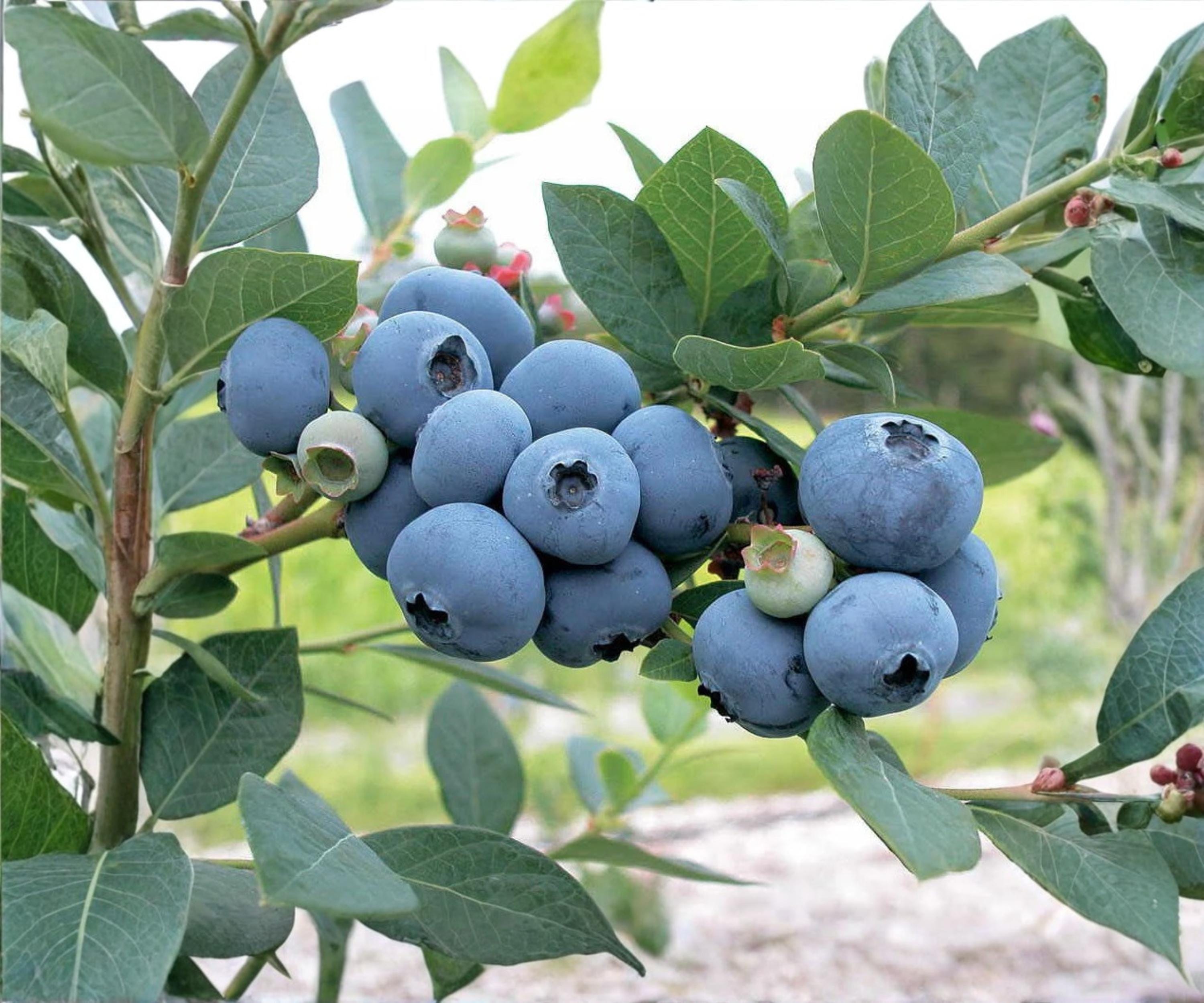 Blueberry Live Plants Set of 4 | Biloxi Variety, Sweet Fruit, Self-Pollinating, Outdoor Garden, Container Growing