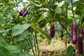 Long Purple Eggplant Seeds – Solanum melongena, Herbaceous Annual, Edible Purple Fruit, Garden & Container Vegetable, 50 Seeds