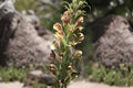 Crownvetch Seeds 30 Pack | Nitrogen Fixing Ground Cover for Erosion Control & Soil Improvement | Coronilla varia